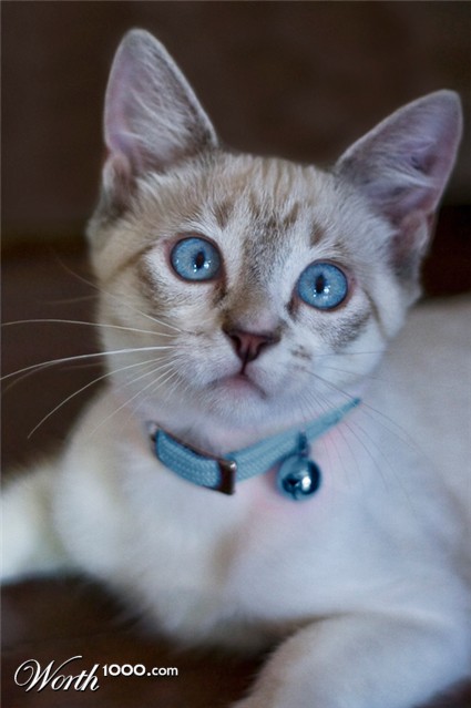 Photography by scarlet23