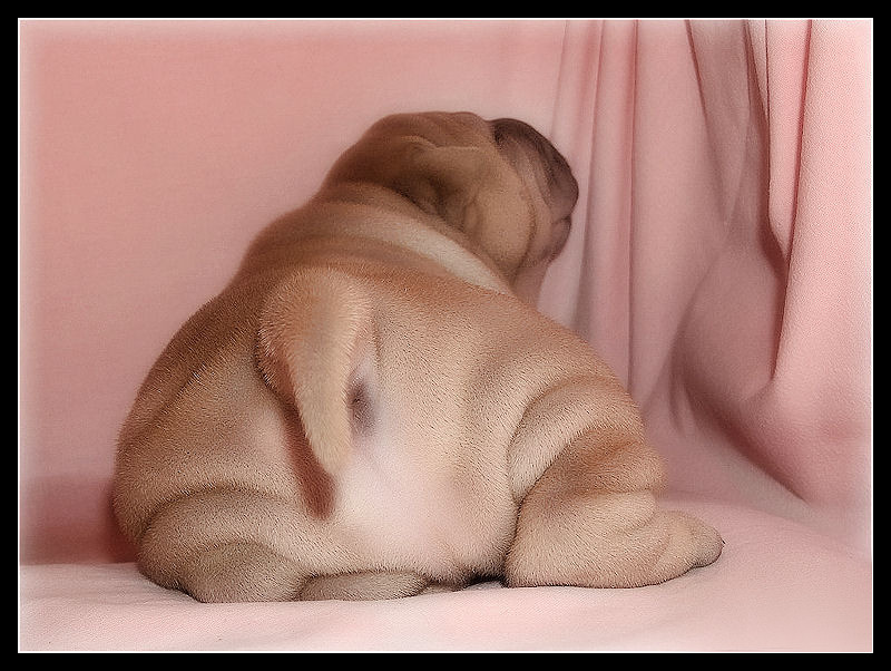 Photography by Manatee for DesignCrowd (Community Contests) | Design #8971513