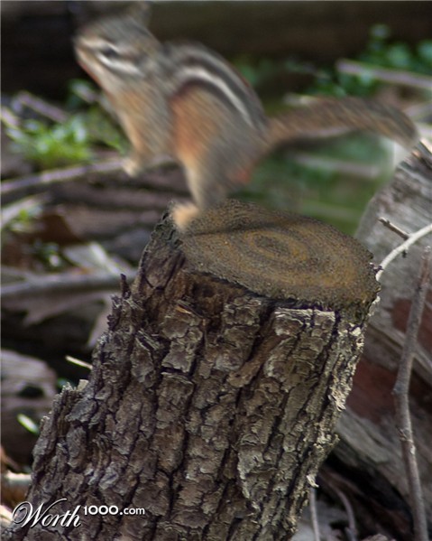 Photoshop Design by Roymeddy