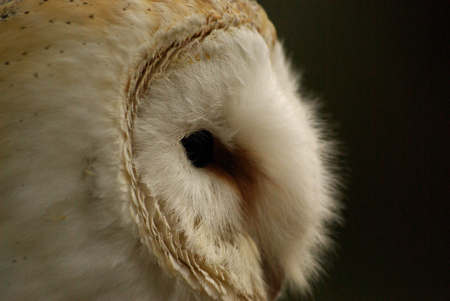 Photographie par Rvannith pour DesignCrowd (Community Contests) | Design #8971524