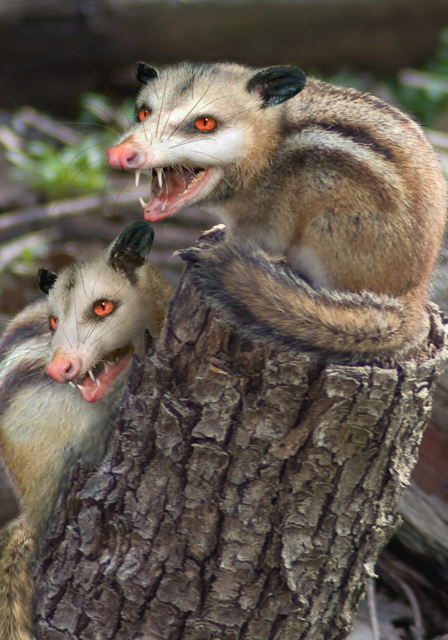 Photoshop Design by MeRamey for DesignCrowd (Community Contests) | Design #8974670