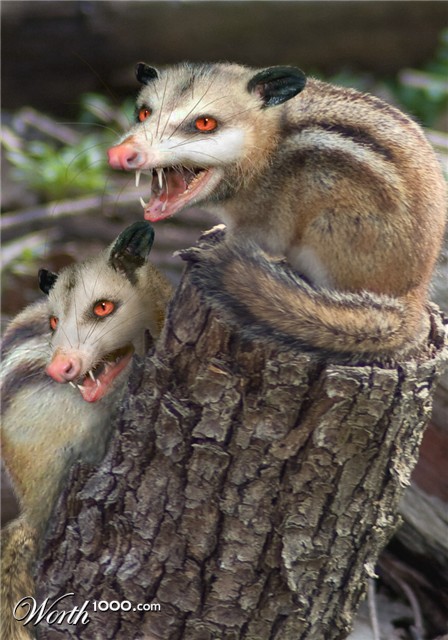 Photoshop Design by MeRamey