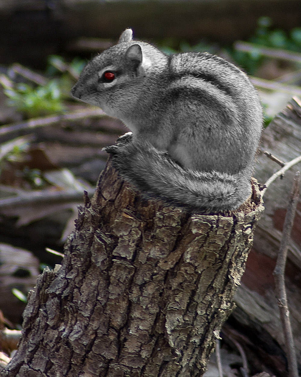 Diseño de Photoshop por Barrab para DesignCrowd (Community Contests) | Diseño #8974662