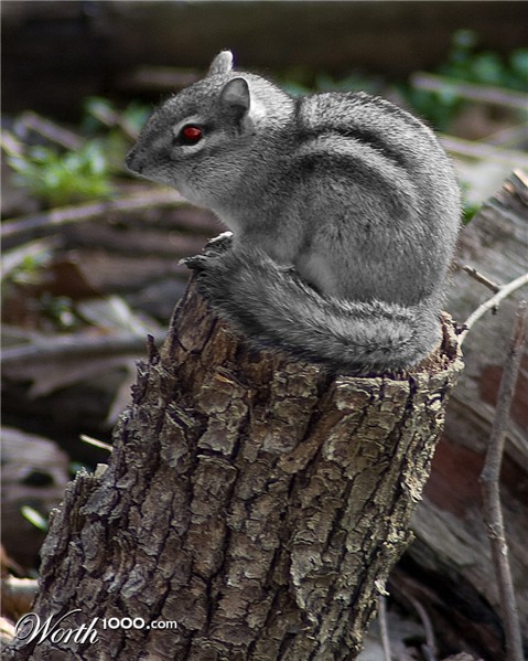 Photoshop Design by Barrab