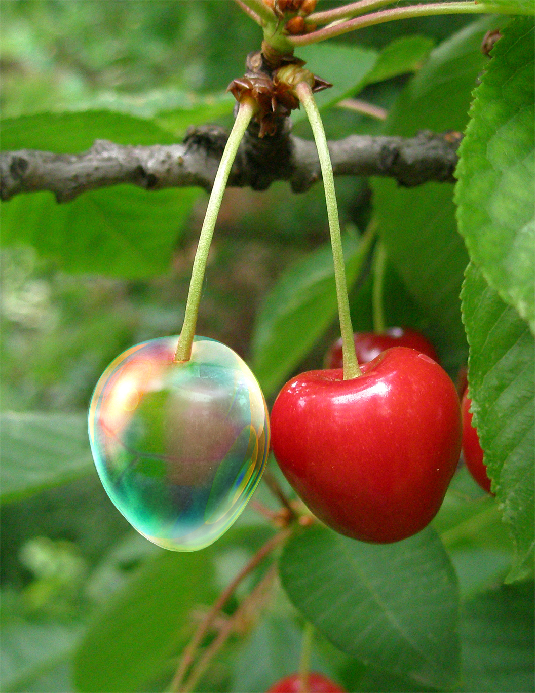 Diseño de Photoshop por Ronschk para DesignCrowd (Community Contests) | Diseño #8974442