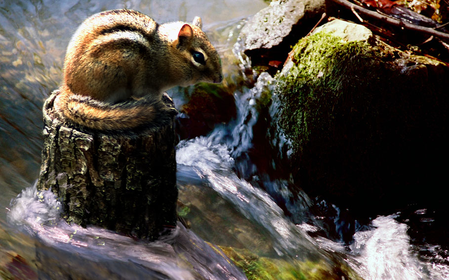 Design Photoshop par endingswithaz pour DesignCrowd (Community Contests) | Design #8974735