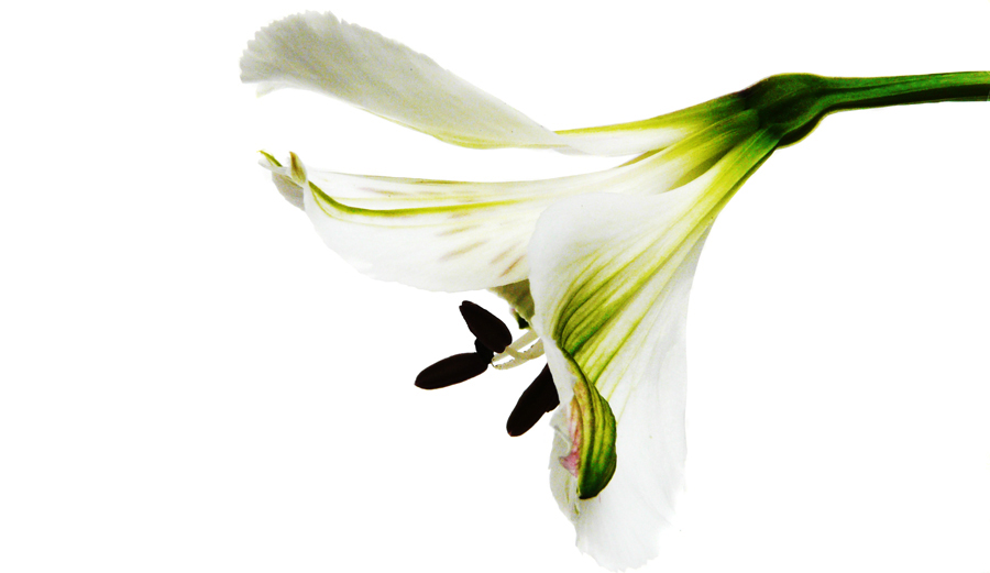 Fotografie von mehere für DesignCrowd (Community Contests) | Design #8975107