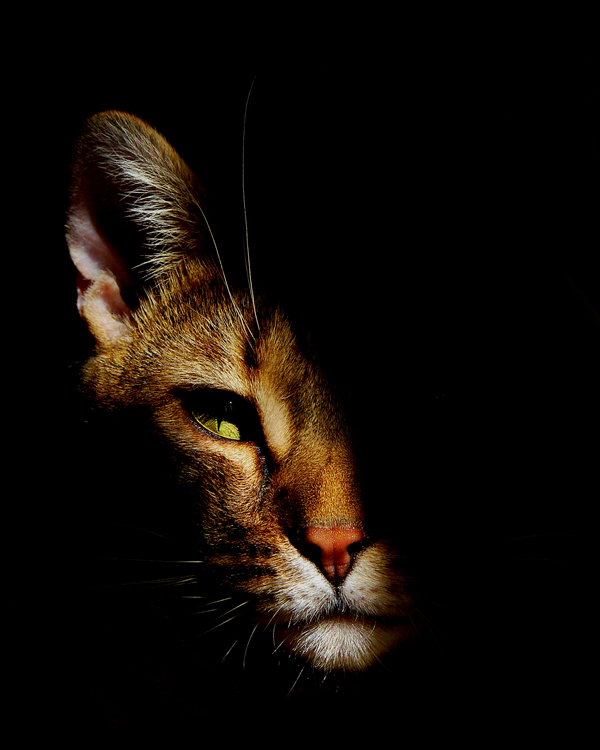 Photography by scotty2hotty for DesignCrowd (Community Contests) | Design #8971527