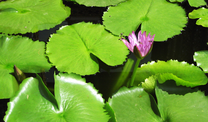 Photography by mangoslushy for DesignCrowd (Community Contests) | Design #8978687