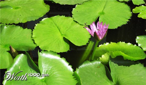 Photography by mangoslushy