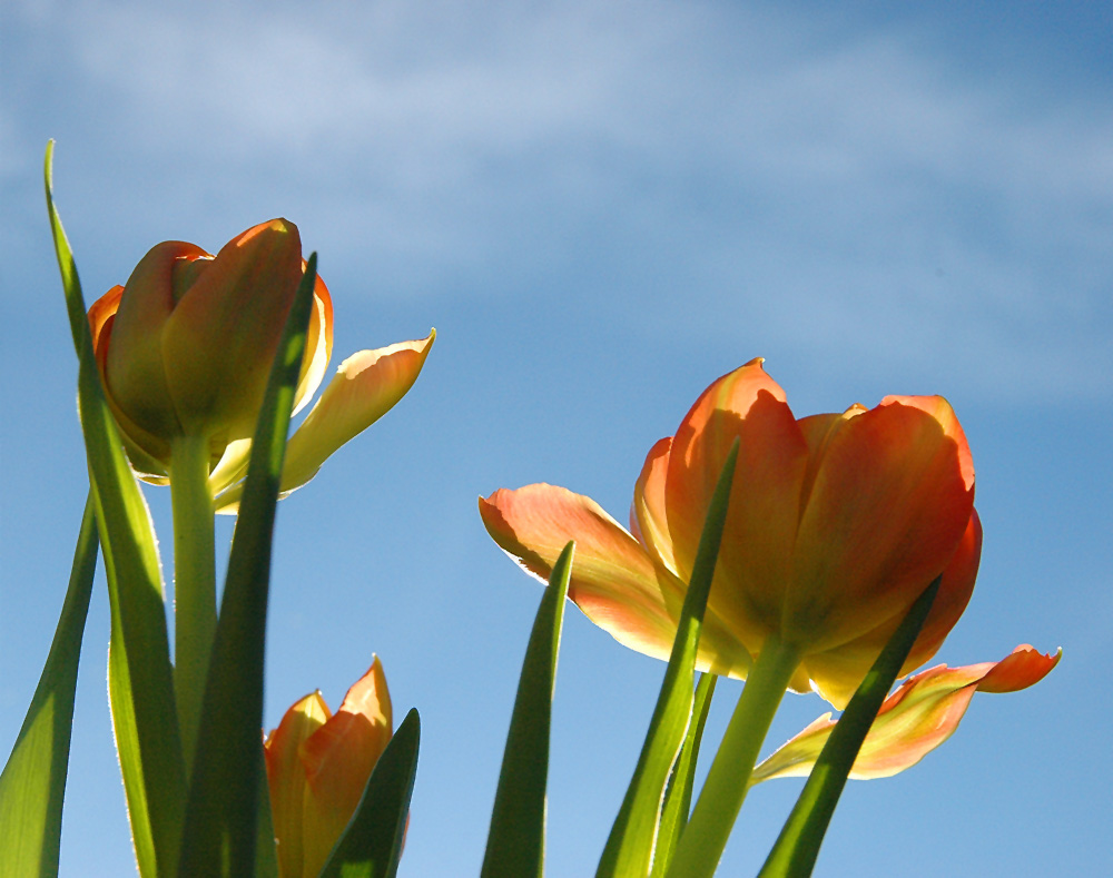 Photography by Roel1969 for DesignCrowd (Community Contests) | Design #8977746