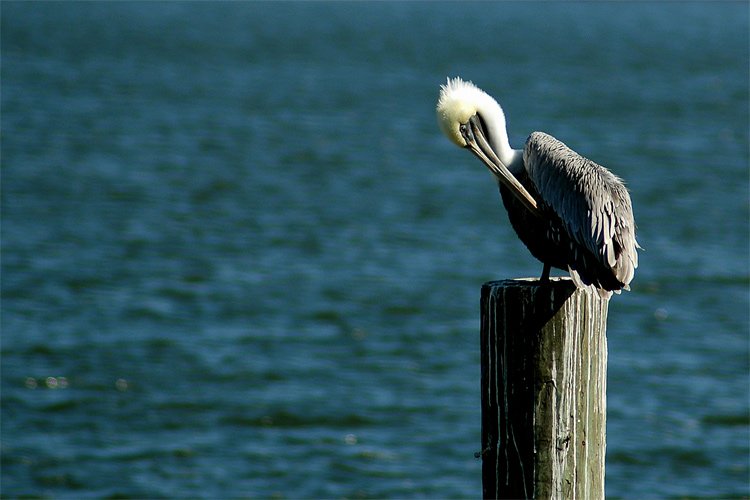 Photography by Jawizza for DesignCrowd (Community Contests) | Design #8978764