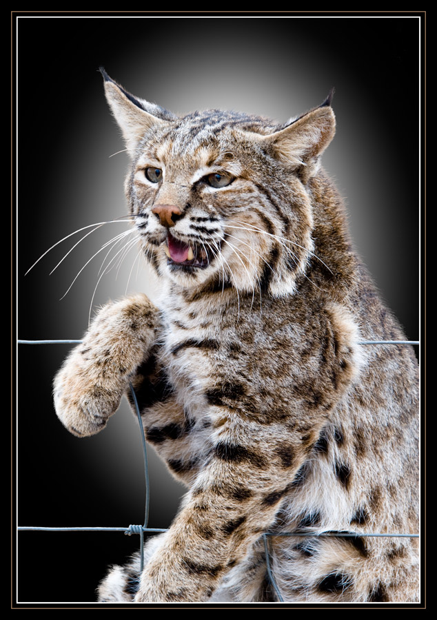 Photography by Fishcat for DesignCrowd (Community Contests) | Design #8971536