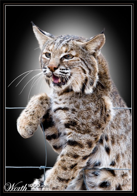 Photography by Fishcat