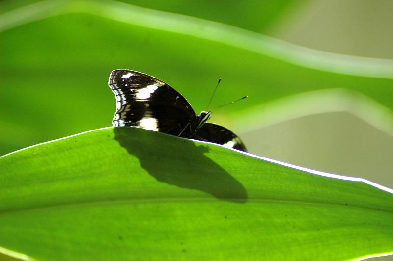 Fotografie von easwar123 für DesignCrowd (Community Contests) | Design #8977748