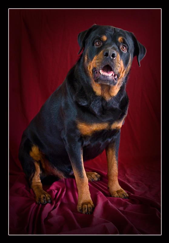 Photography by DozerLYP for DesignCrowd (Community Contests) | Design #8971569