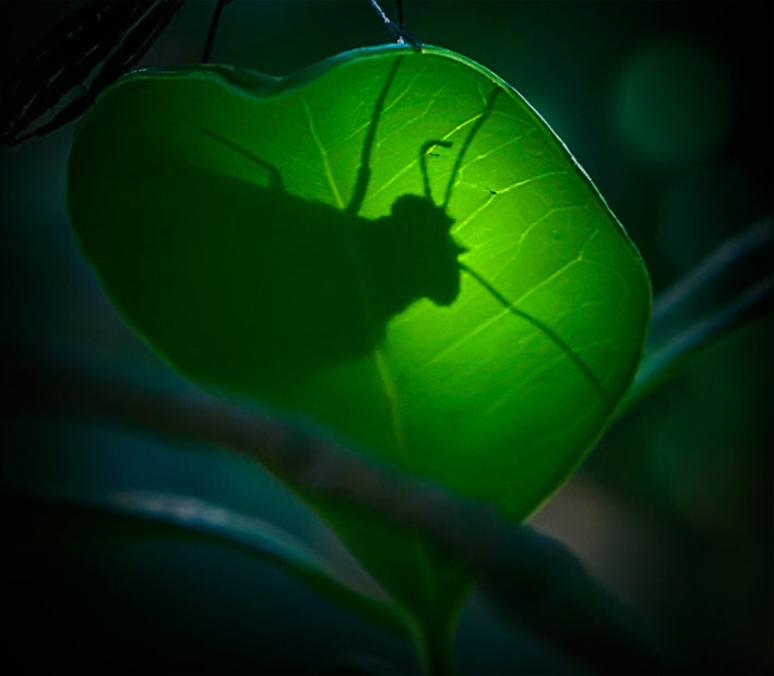 Photography by DozerLYP for DesignCrowd (Community Contests) | Design #8977753