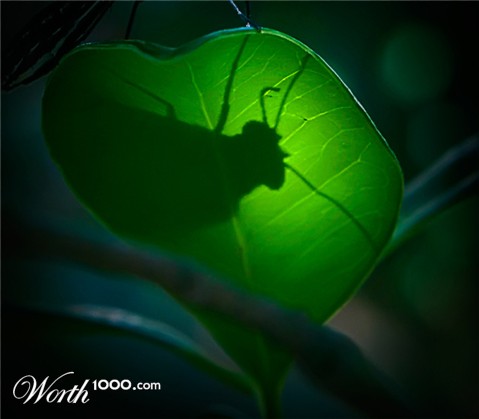 Photography by DozerLYP