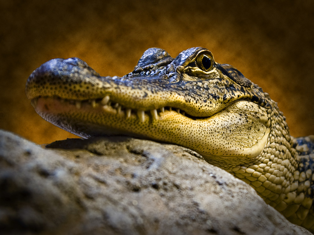 Photographie par GoldenWreckedAngle pour DesignCrowd (Community Contests) | Design #8971558