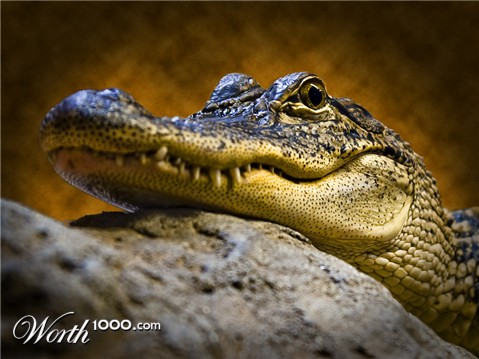 Photography by GoldenWreckedAngle