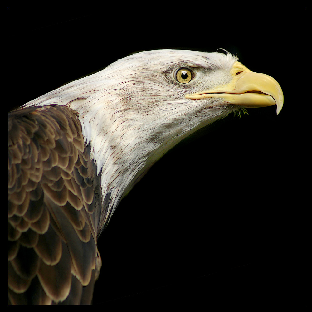 Fotografie von chortler für DesignCrowd (Community Contests) | Design #8971591