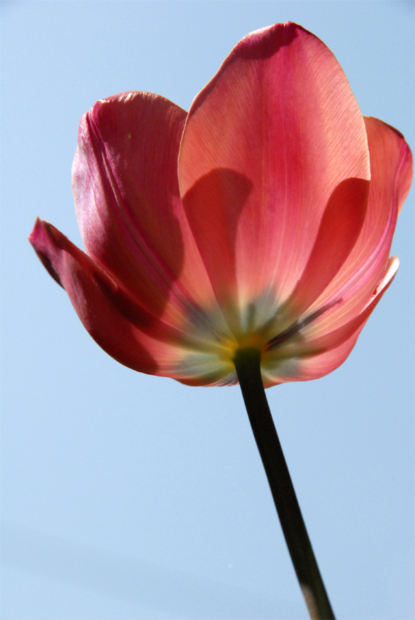 Photographie par 2carmen7 pour DesignCrowd (Community Contests) | Design #8977796