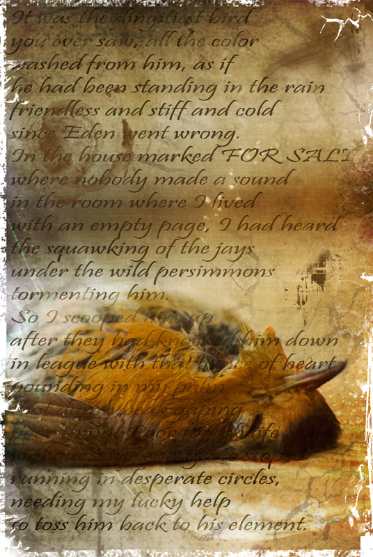 Fotografie von Marian für DesignCrowd (Community Contests) | Design #8971702