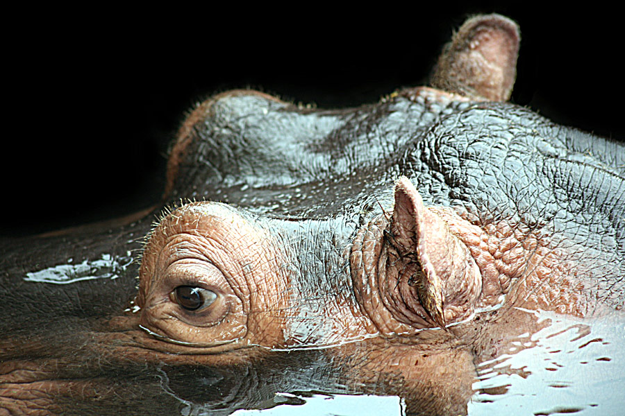 Photography by Meesch for DesignCrowd (Community Contests) | Design #8971601