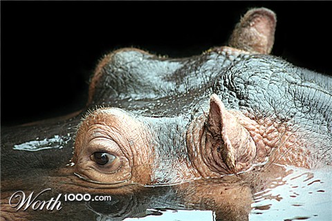 Photography by Meesch