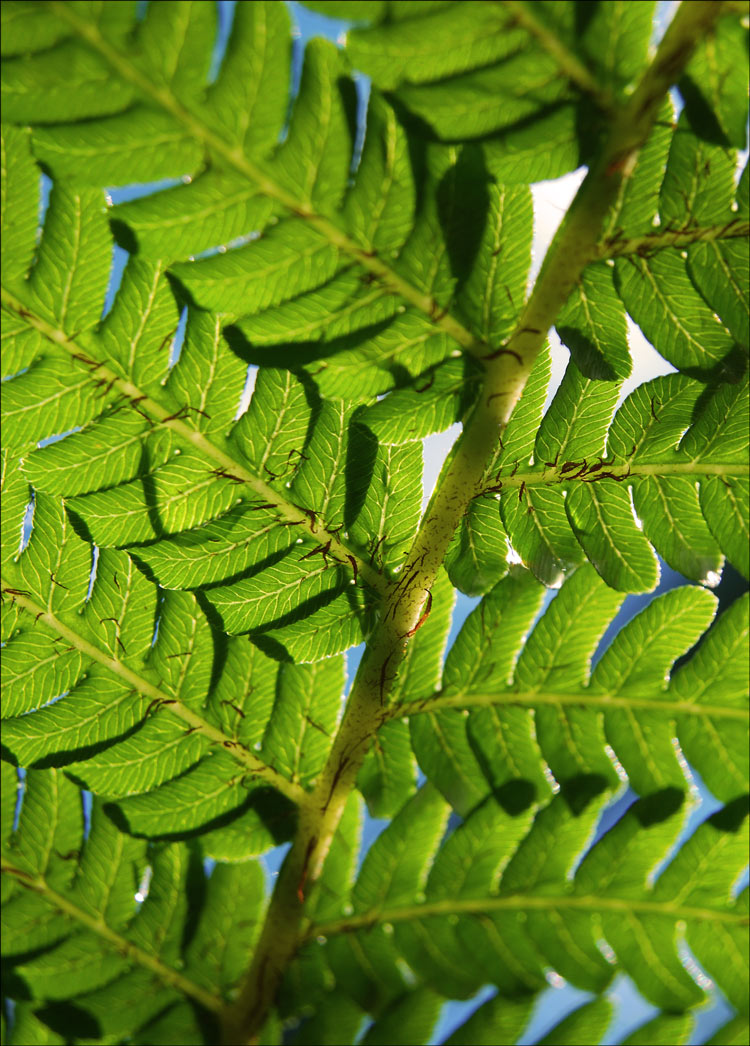 Photographie par matstake pour DesignCrowd (Community Contests) | Design #8977857