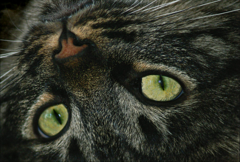 Photography by cakeladybarb for DesignCrowd (Community Contests) | Design #8971618