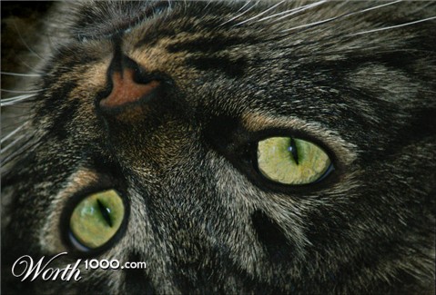 Photography by cakeladybarb