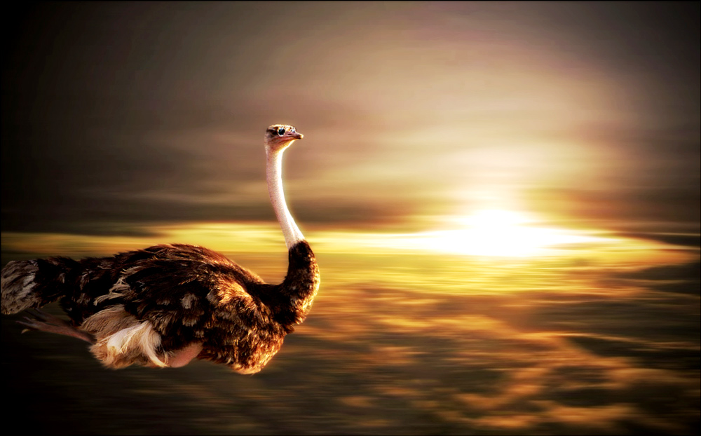 Design Photoshop par matstake pour DesignCrowd (Community Contests) | Design #8979554