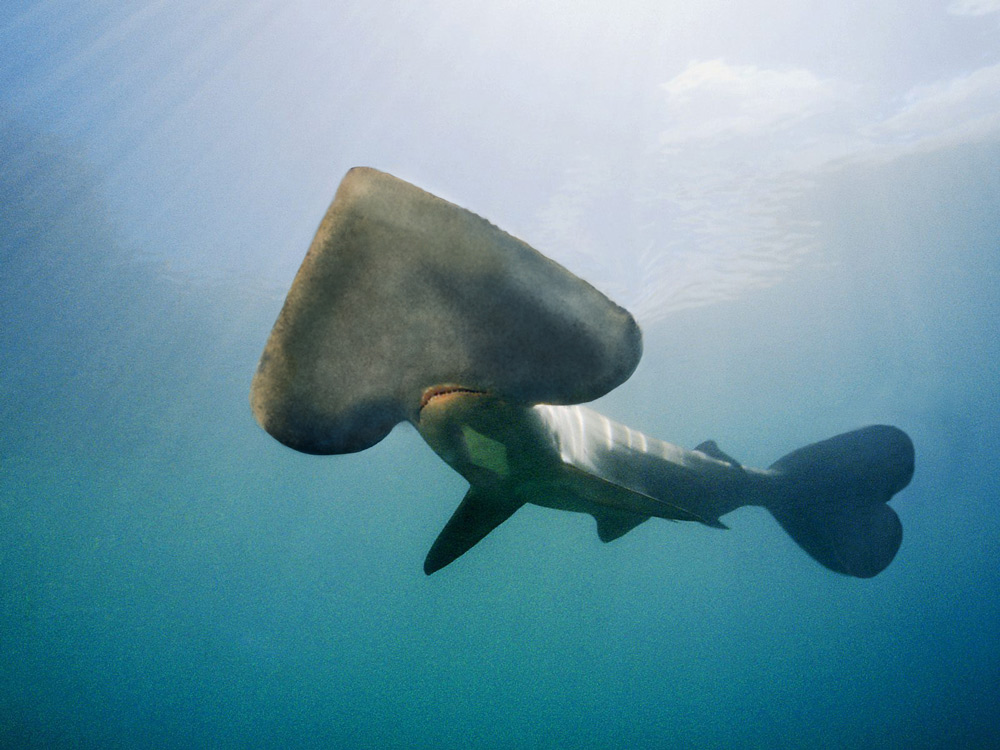 Photoshop-Design von robotlick für DesignCrowd (Community Contests) | Design #8975214