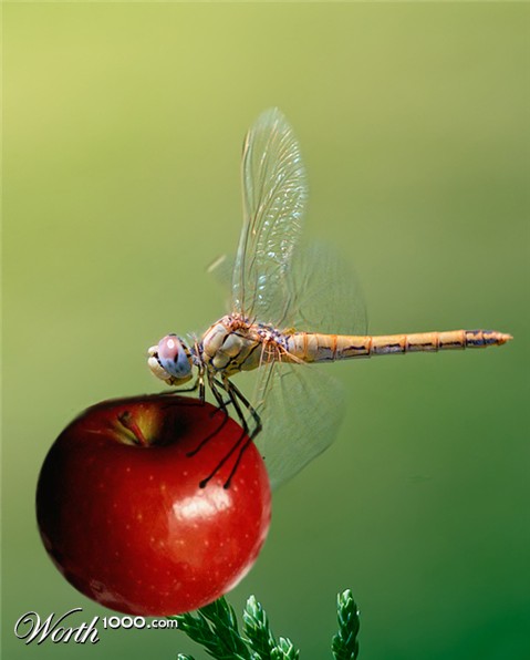 Photoshop Design by totallyartistic