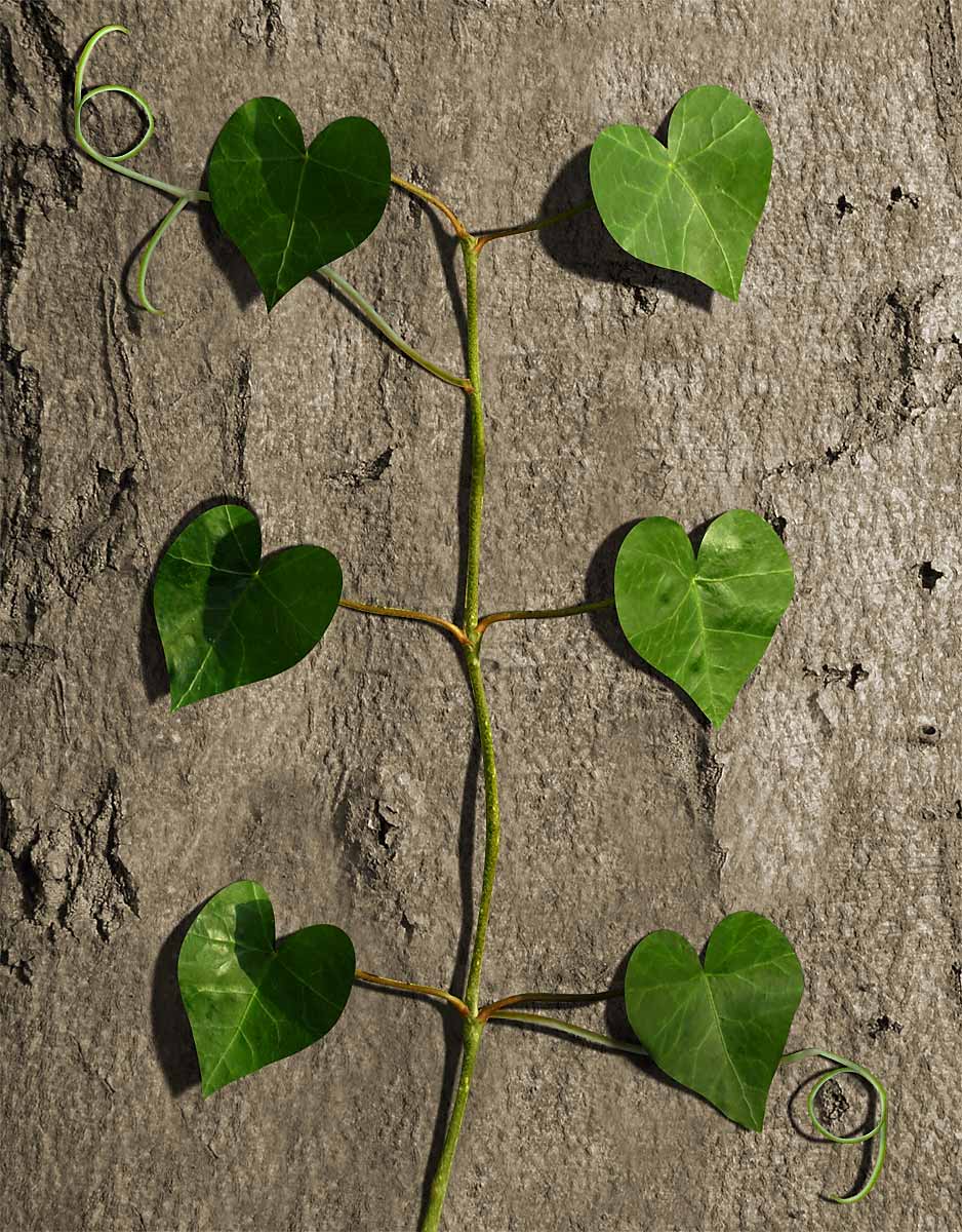 Diseño de Photoshop por luise1 para DesignCrowd (Community Contests) | Diseño #8975278