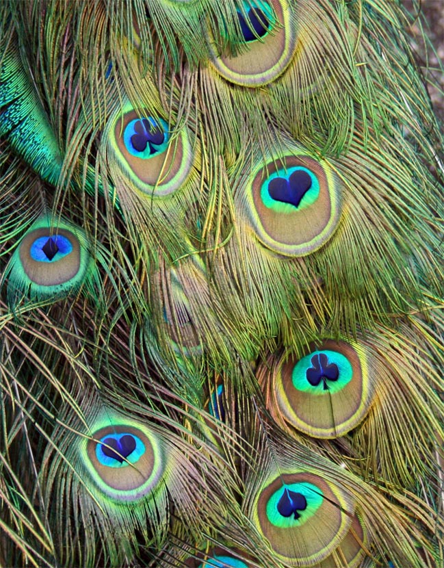 Design Photoshop par lucimine pour DesignCrowd (Community Contests) | Design #8975294