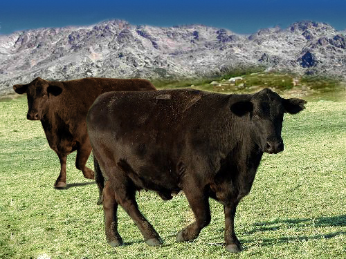 Photoshop Design by iva76gr for DesignCrowd (Community Contests) | Design #8976110