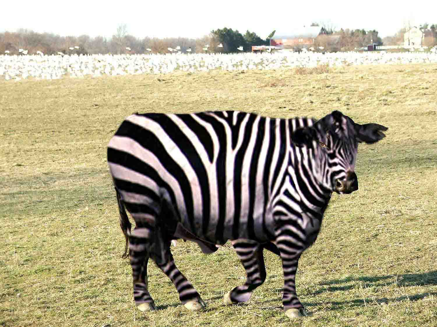 Photoshop Design by bettybud for DesignCrowd (Community Contests) | Design #8976397