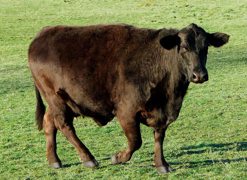 Photoshop Design by blazingstar for DesignCrowd (Community Contests) | Design #8976298