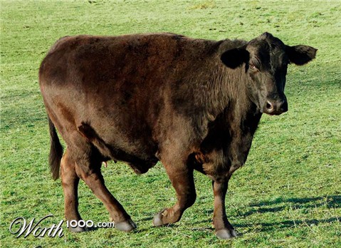 Photoshop Design by blazingstar