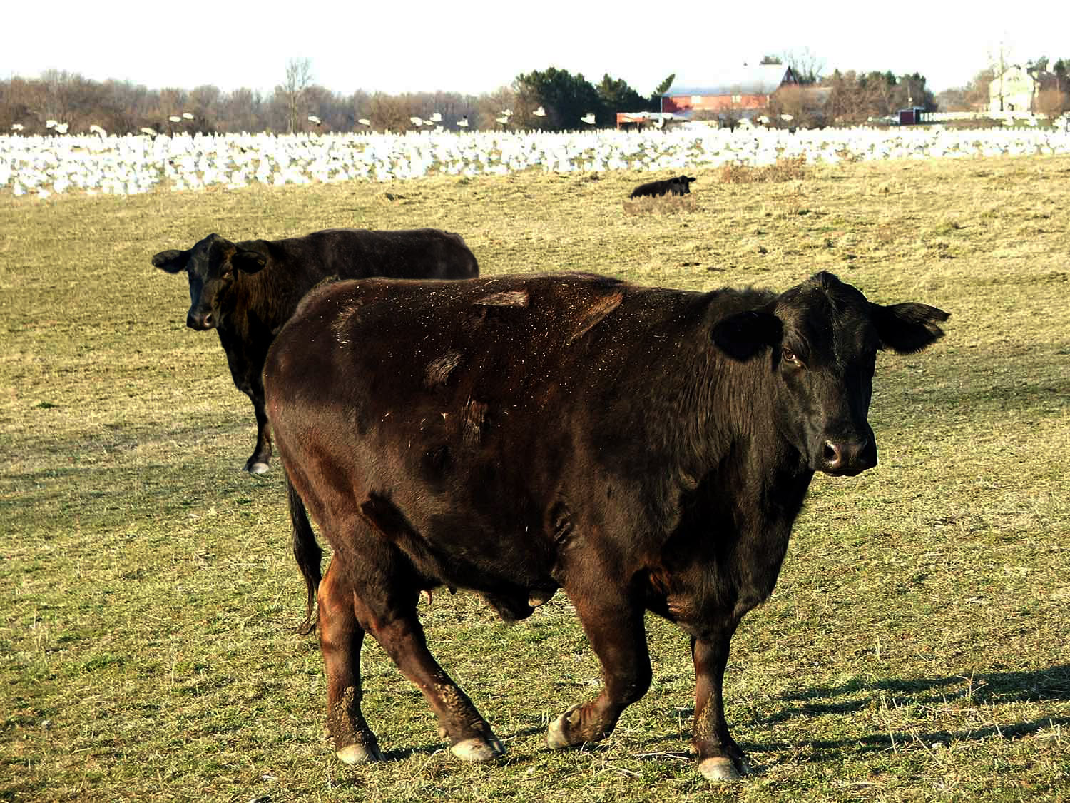 Photoshop Design by ceredrum for DesignCrowd (Community Contests) | Design #8976511