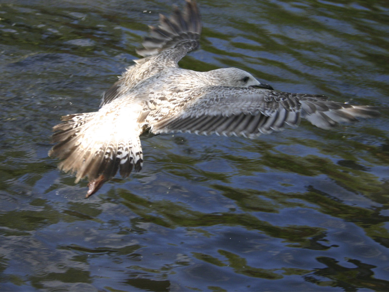 Photography by gazzara for DesignCrowd (Community Contests) | Design #8975213