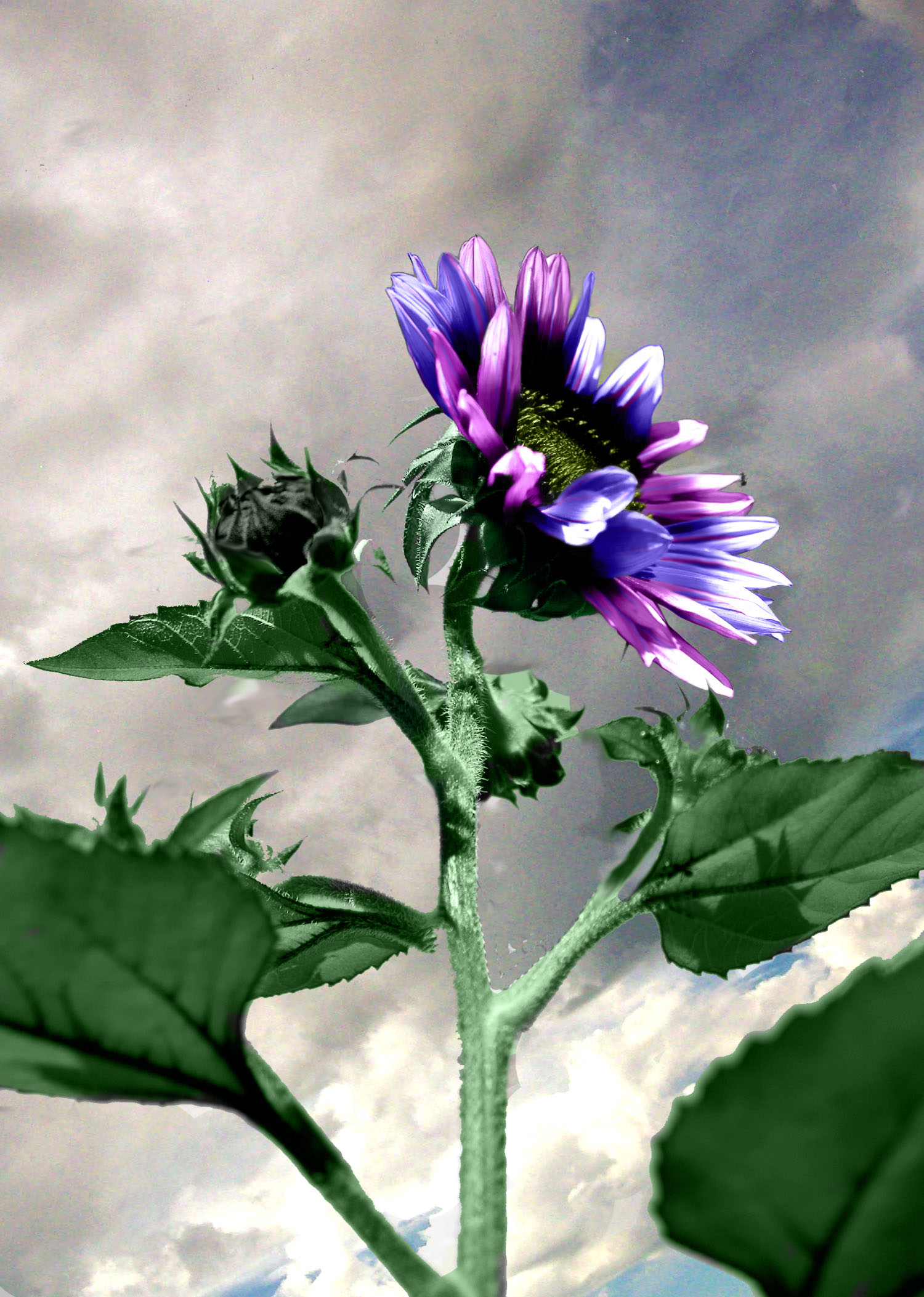 Photoshop Design by CarissaLynn for DesignCrowd (Community Contests) | Design #8972759