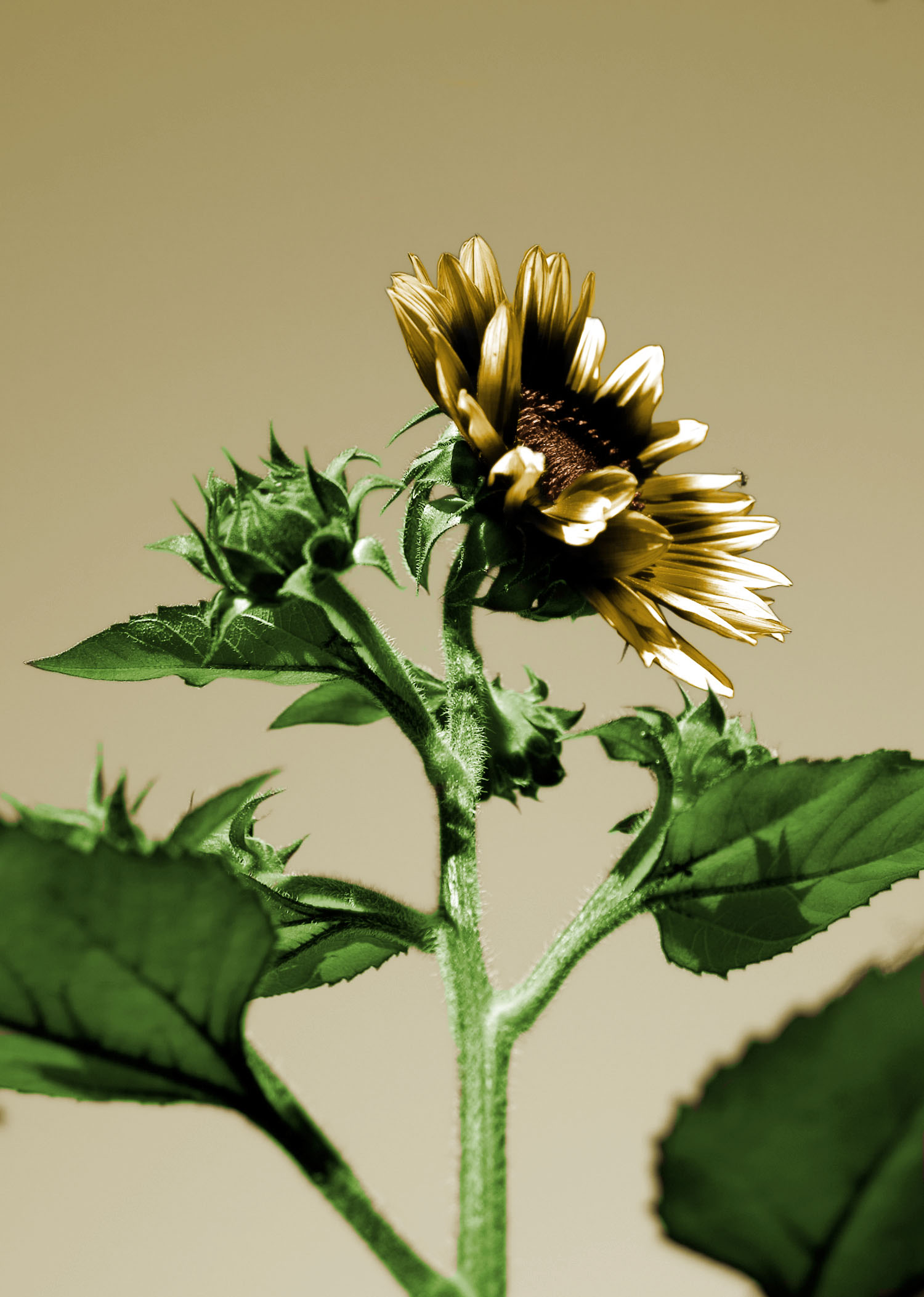 Design Photoshop par Cis4Cookie pour DesignCrowd (Community Contests) | Design #8972763