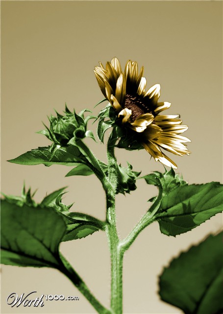 Photoshop Design by Cis4Cookie