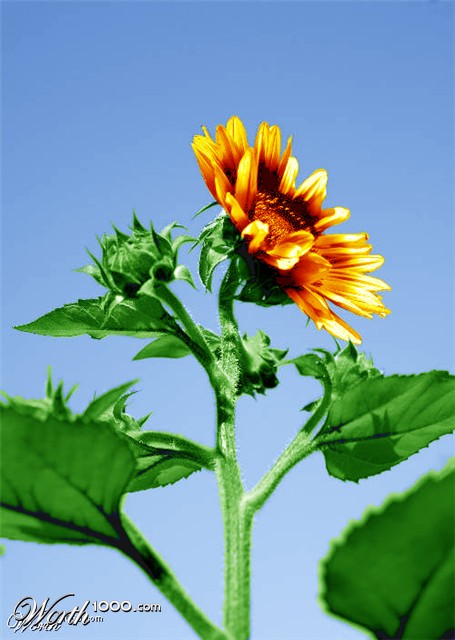 Photoshop Design by Rploesser