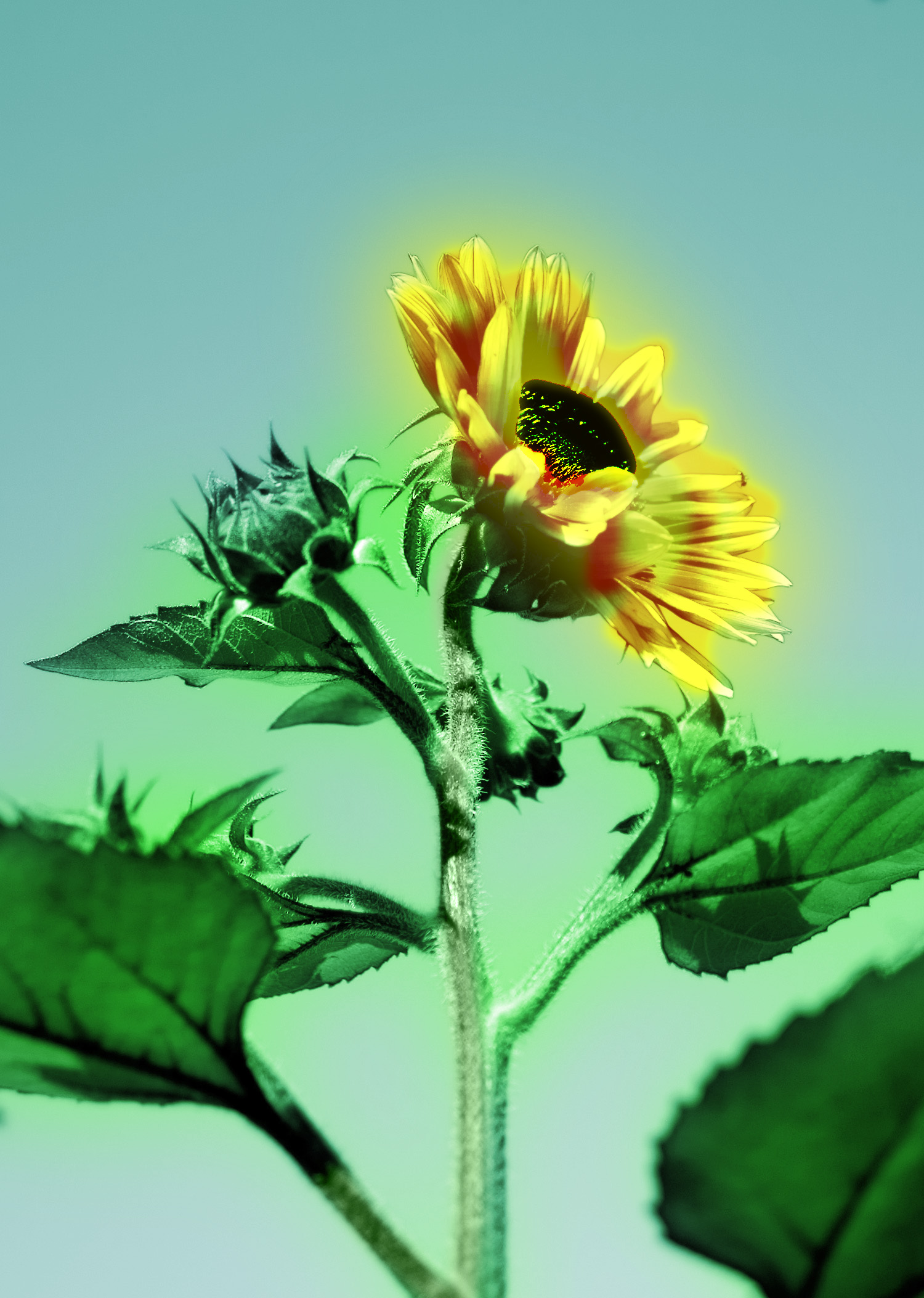 Photoshop Design by antbkr for DesignCrowd (Community Contests) | Design #8972776