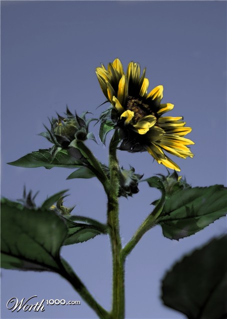 Photoshop Design by Piefke