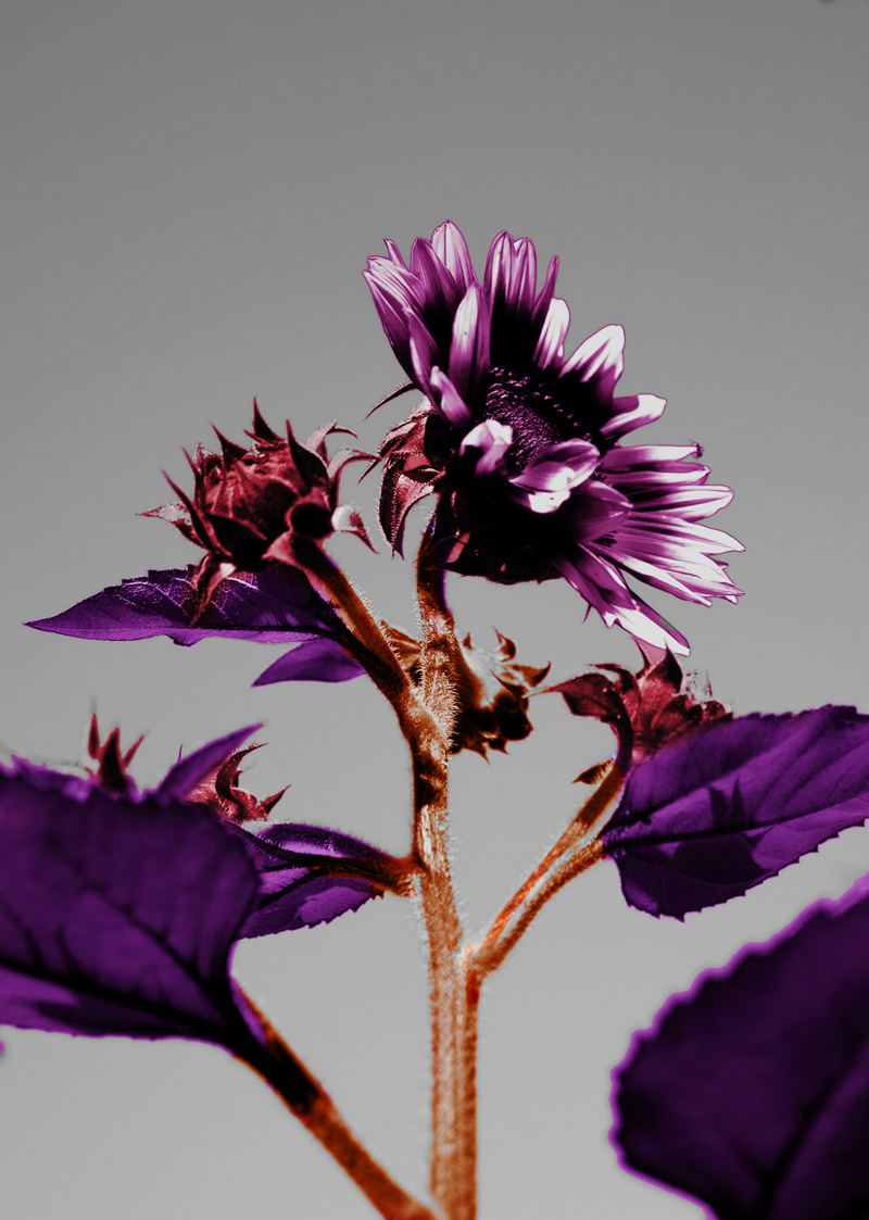 Photoshop Design by maibae for DesignCrowd (Community Contests) | Design #8972797